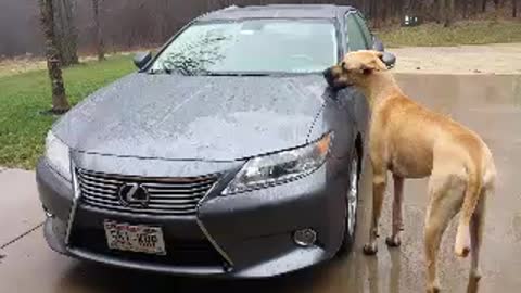 Great Dane cleans Lexus