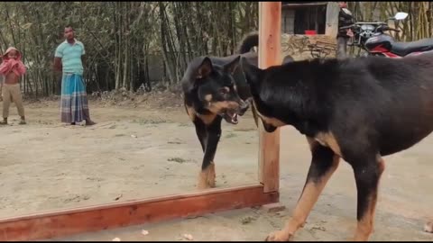 funny dog video