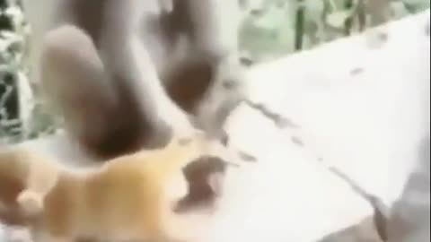 TRY NOT TO LAUGH 😆 Best Funny Videos Compilation 😂😁😆 Memes