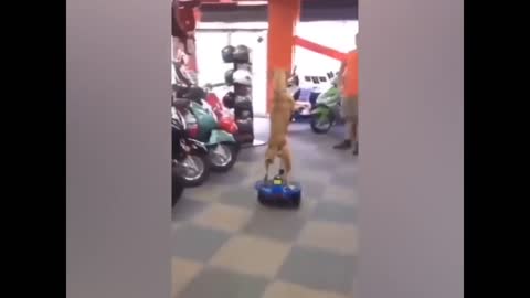 dog scooter