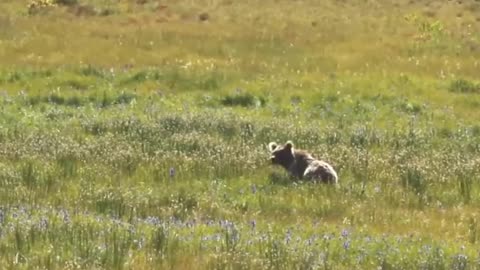 Deosai the land of giants ,the last sanctuary.