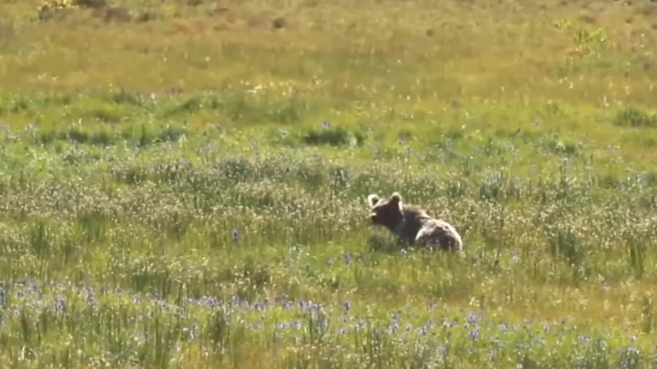 Deosai the land of giants ,the last sanctuary.