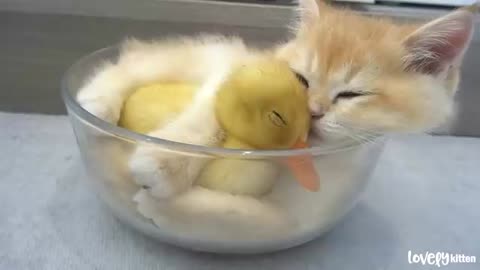 Kitten hugged little duck tightly, because he afraid that she'll leave