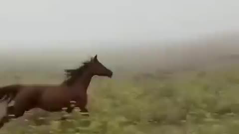 Libero di correre nella purezza della pianura campale