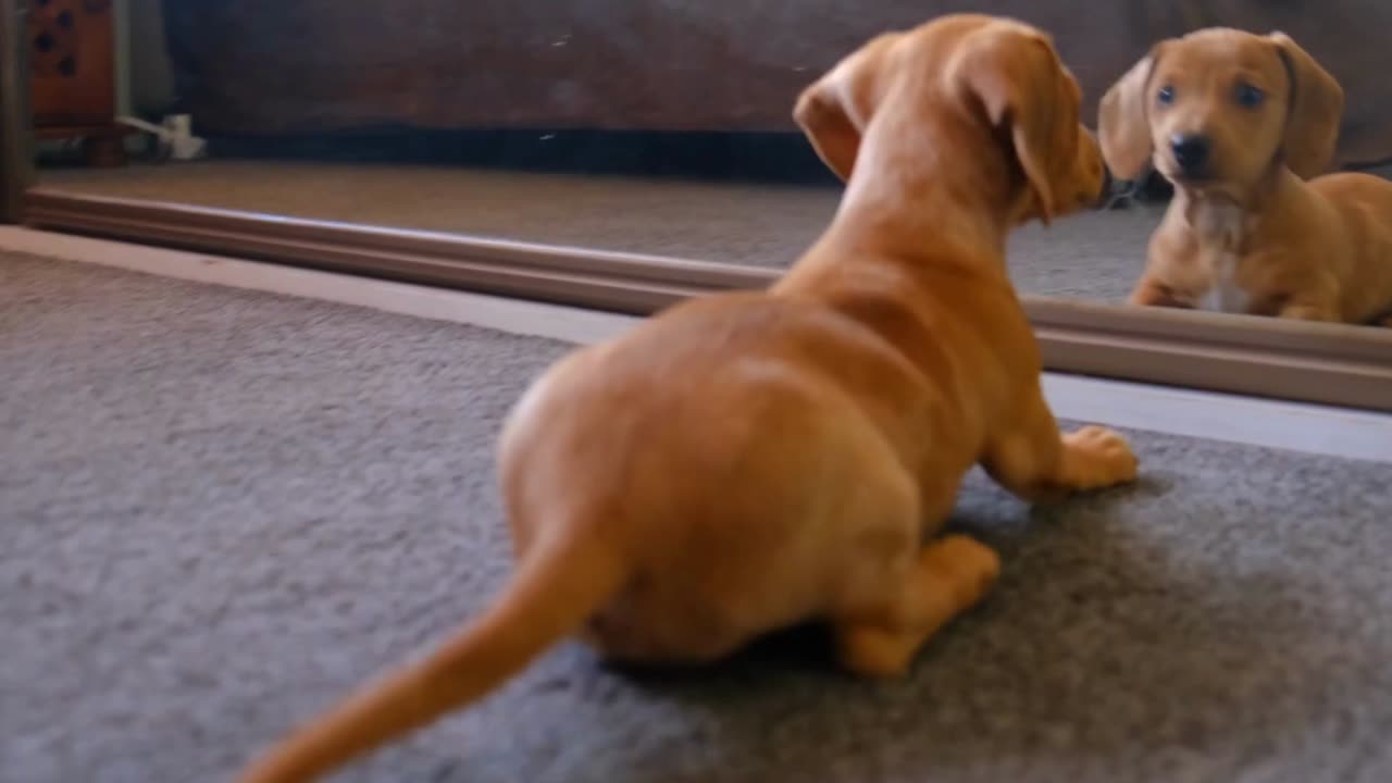 Funny Dog video