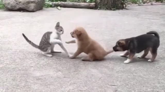Funny Dog video//funniest video