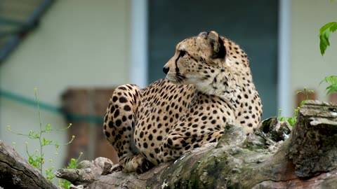 Giaguar chilling on a branch