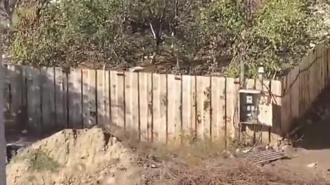 Dog leap of faith