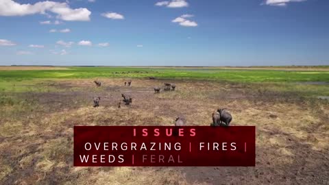 Leading scientists warn Australia's ecosystems are facing collapse | ABC News