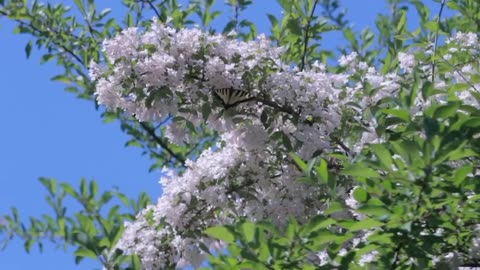Hd flower video amazing nature
