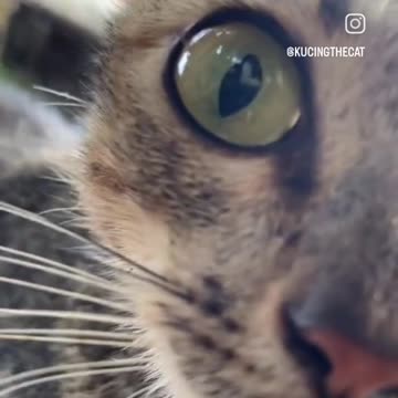 Angry cat preparing to fight