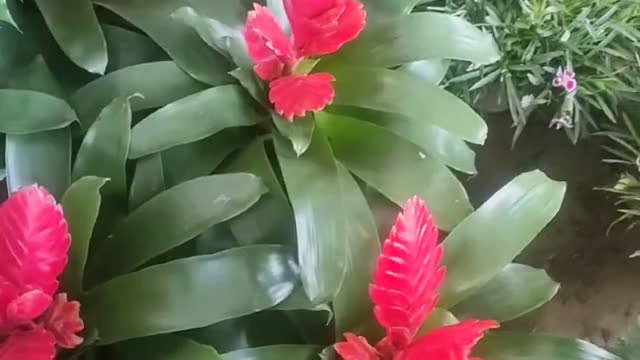 bright agave flower