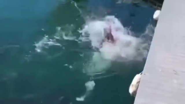 Look at the power of that fish ! Incredible