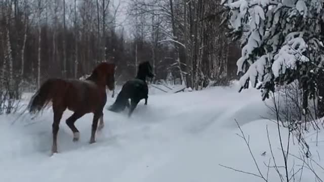 Red Horse Gets Kicked in the Head by Black Horse