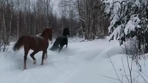 Red Horse Gets Kicked in the Head by Black Horse