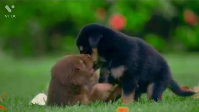 Cute dog funny video 2022 😂😂😂🤣