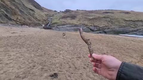 Husky Runs to The Beach Kissing a Lady on the Way!