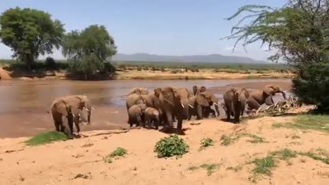 The elephant