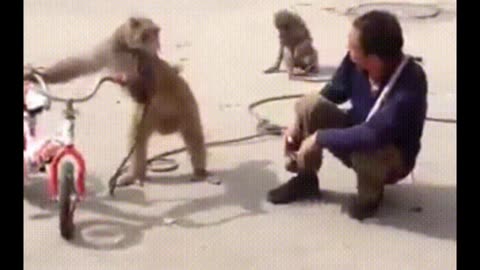 "Laugh with the Pranksters: Funniest Monkey Moments - Cute and Hilarious Videos"