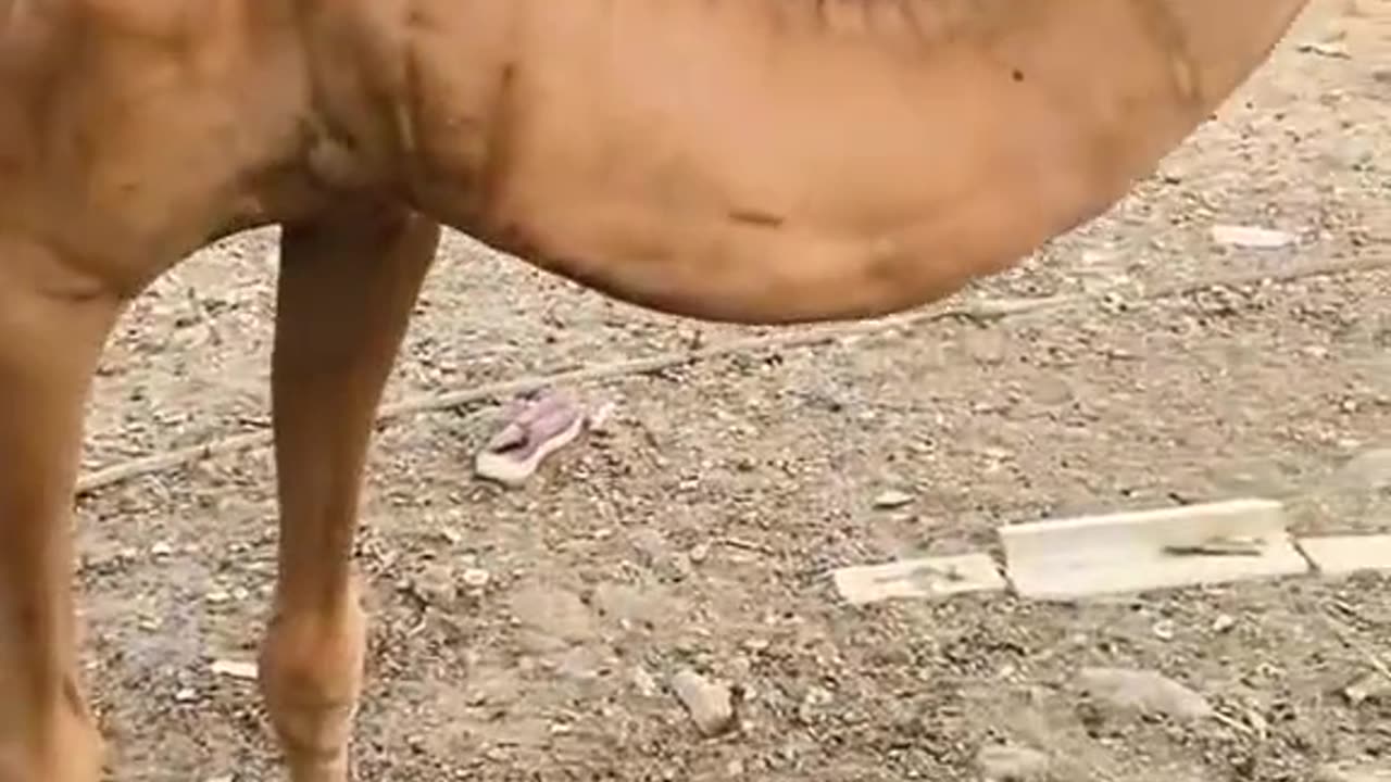 Trained_camel_Drink_Water_as_humanbeing