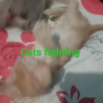 Cat fighting