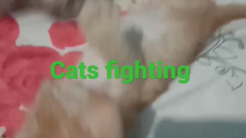 Cat fighting