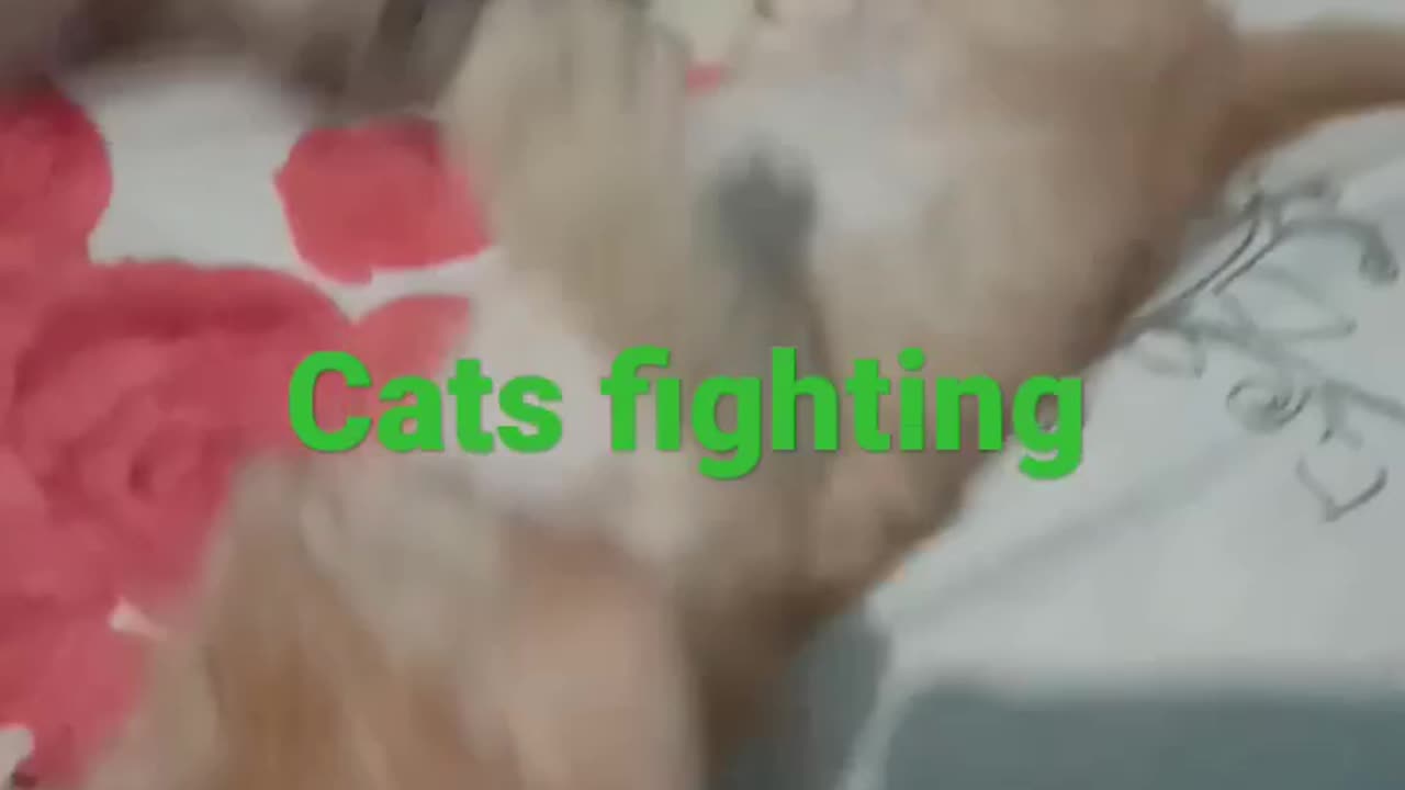 Cat fighting