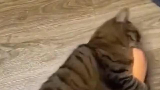 When the baguette was given to the cat