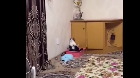 Funny Animals Videos 2024 🤣 - Funniest cats and dogs video😺🐶