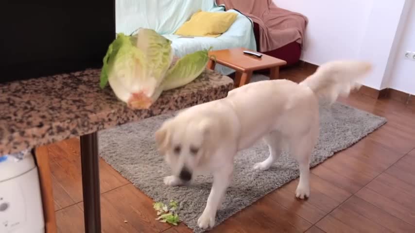 Dog Steals Lettuce Funny Golden Retriever Puppy Bailey