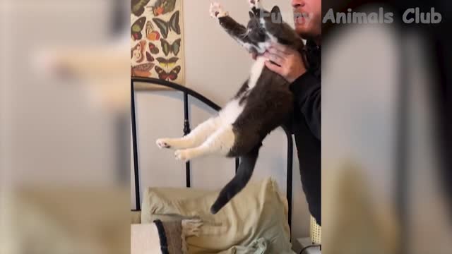 Funny Animals Video - Best Cats😹 and Dogs🐶 Videos of the Month 2022