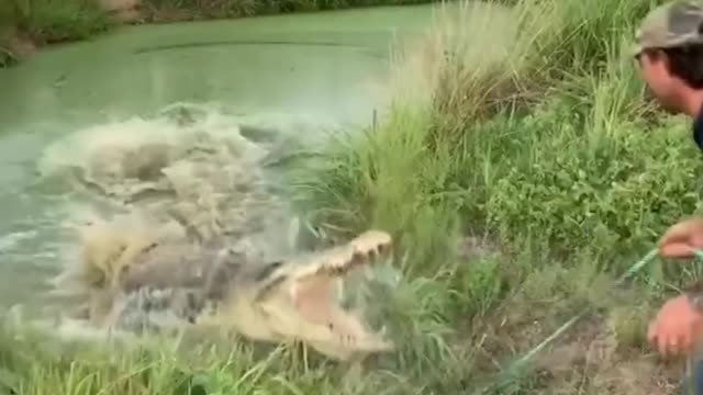 Cathcing Crocodile 😱🐊🐊🐊