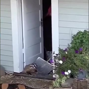 Get Out Of My House Badger!