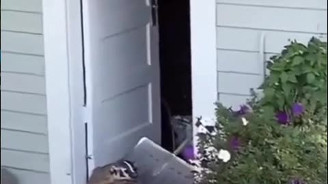 Get Out Of My House Badger!