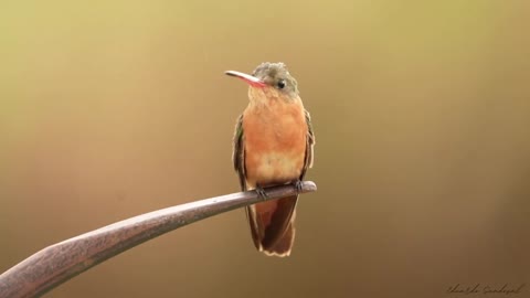 Brown bird