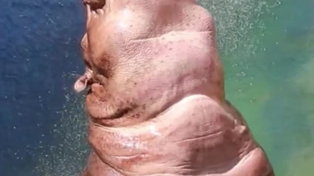 Have you seen the teeth of the hippo? It's really not pretty