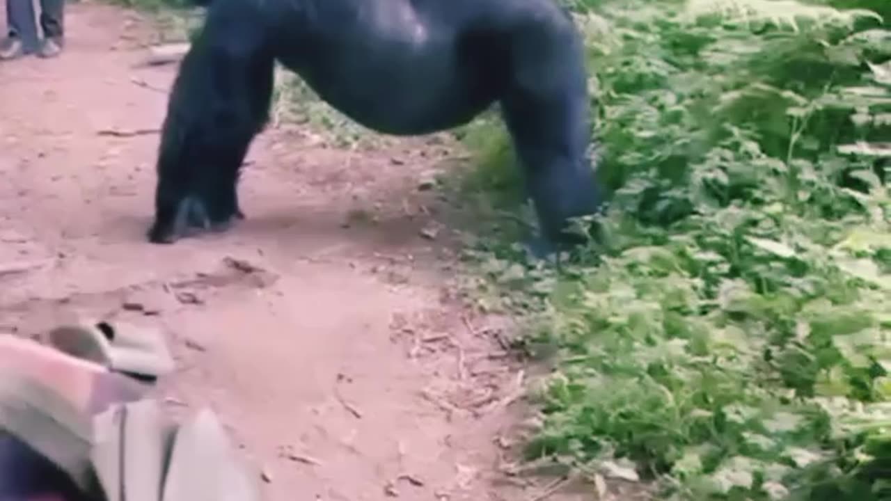 Gorilla in angry mood