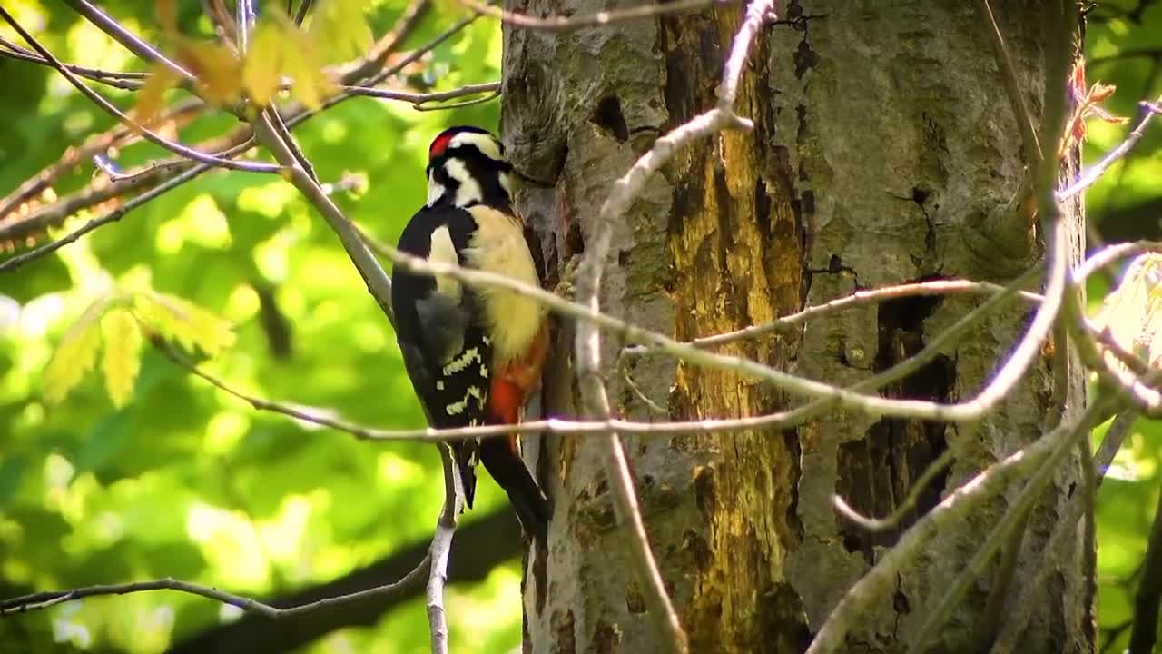 Animals Planet: Nature and Birds Life Documentary