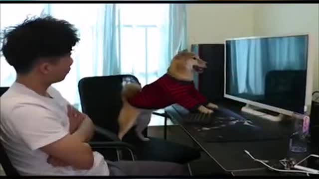 Funny Doge Playing Game Funny Dog 2021