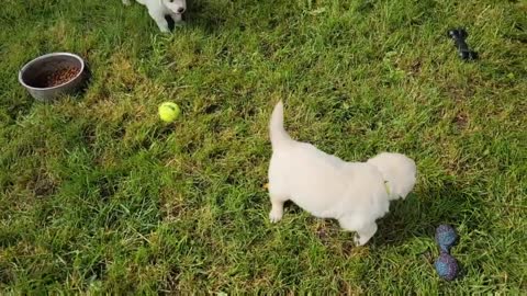 Audi and Boris's Pups, 6 Weeks Old