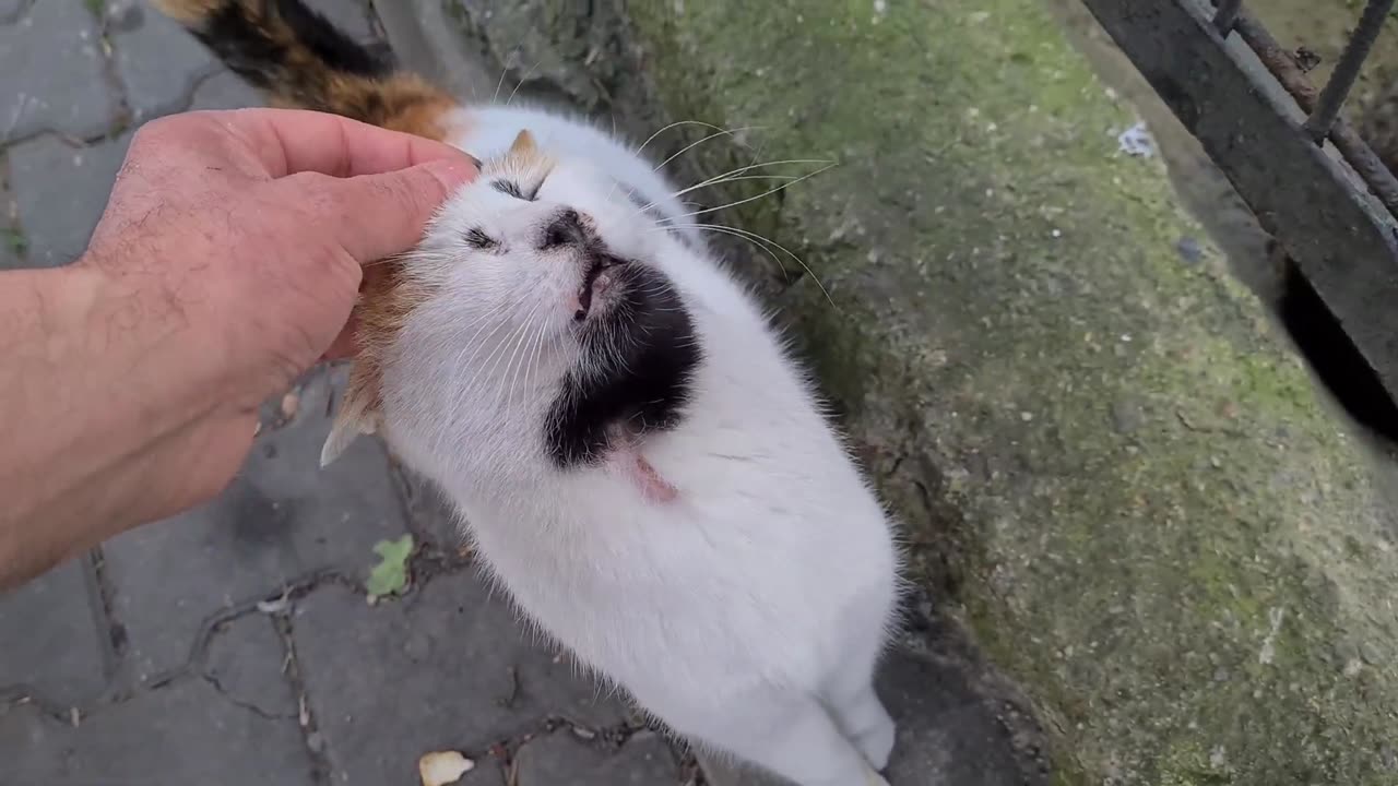 Homeless orange cat hugs my leg