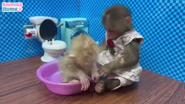 monkey video baby monkey funny videos