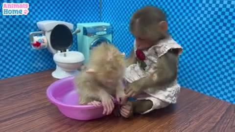 monkey video baby monkey funny videos