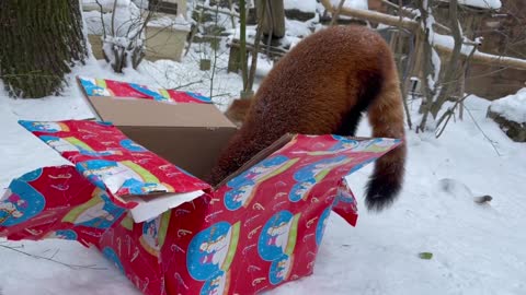 Red panda holiday