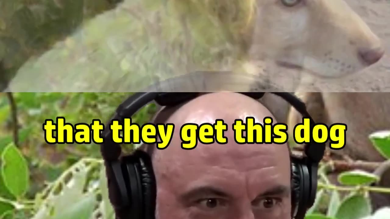 Baboons Raise dogs | Joe Rogan #shorts #viral #jre #dogs #interesting