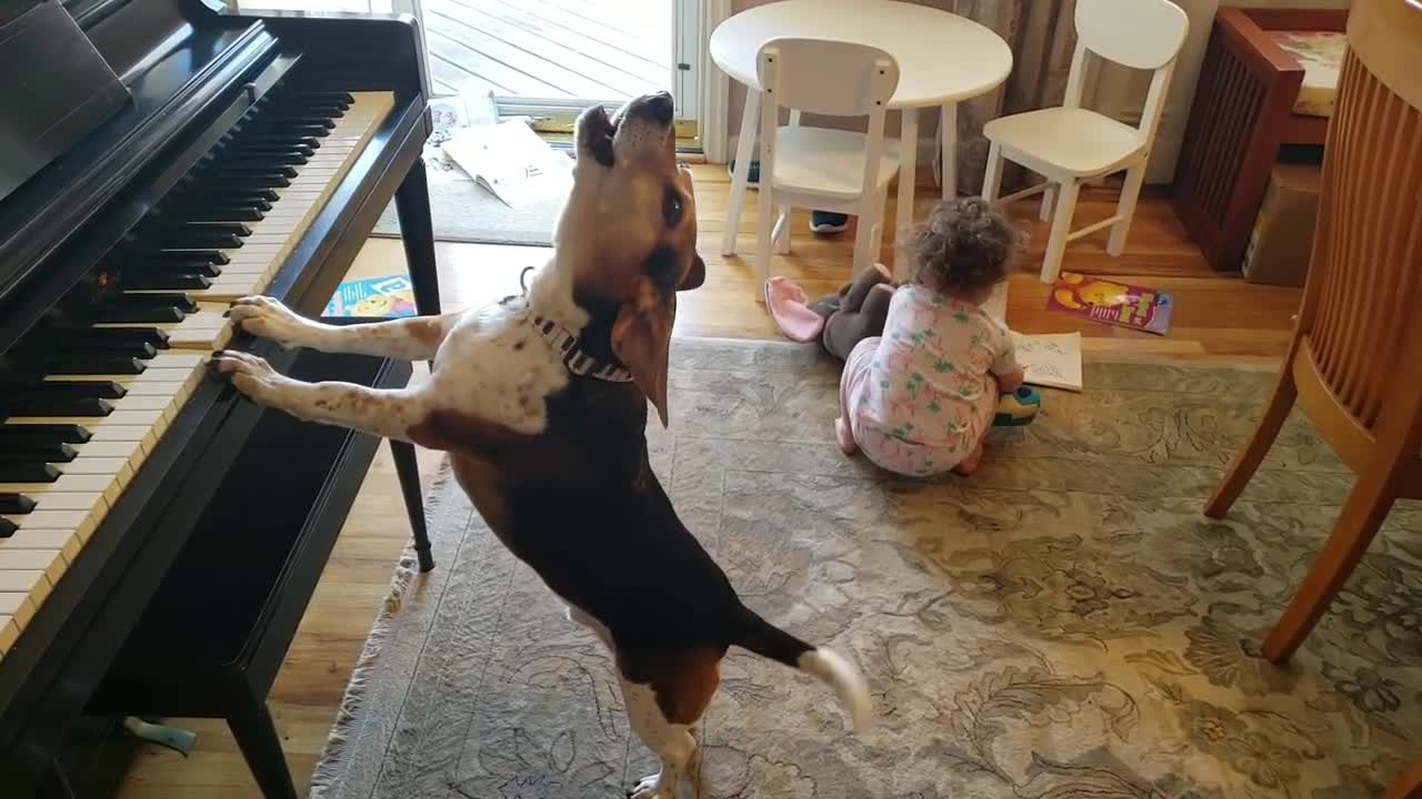 THE MOST AMAZING AND HYSTERICAL VIDEO ON THE INTERNET! Feat. Buddy Mercury Dog a