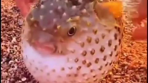 funny fish