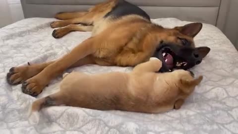 Puppy Shows his love for German Shepherd