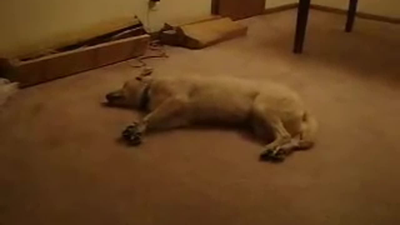 Funny Dog Slepping