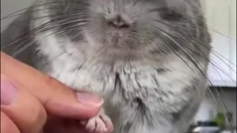Funny_Animal_Videos__Funny_Animals___Try_not_to_laugh_Shorts